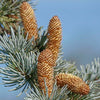 Atlas Cedar