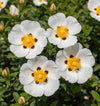 Labdanum